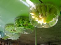 โครงการฝึกอาชีพให้ความรู้ชุมชนในเขตเทศบาลนครแม่สอดระยะยาว ประจำปีงบประมาณ 2564 หลักสูตรที่ 1 ดอกไม้ประดิษฐ์จากริบบิ้นผ้า