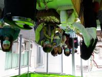 โครงการฝึกอาชีพให้ความรู้ชุมชนในเขตเทศบาลนครแม่สอดระยะยาว ประจำปีงบประมาณ 2564 หลักสูตรที่ 1 ดอกไม้ประดิษฐ์จากริบบิ้นผ้า