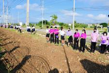 เทศบาลนครแม่สอดจัดกิจกรรมหว่านเมล็ดพันธุ์ถั่วบราซิล 