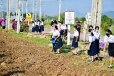 เทศบาลนครแม่สอดจัดกิจกรรมหว่านเมล็ดพันธุ์ถั่วบราซิล 