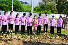 เทศบาลนครแม่สอดจัดกิจกรรมหว่านเมล็ดพันธุ์ถั่วบราซิล 