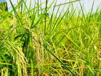 โรงเรียนเทศบาลวัดดอนแก้ว จัดกิจกรรมเก็บเกี่ยวและบริหารจัดการข้าวนาอินทรีย์ ระดับมัธยมศึกษาปีที่ 1-3  ประจำปีการศึกษา 2565