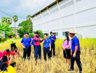 โรงเรียนเทศบาลวัดดอนแก้ว จัดกิจกรรมเก็บเกี่ยวและบริหารจัดการข้าวนาอินทรีย์ ระดับมัธยมศึกษาปีที่ 1-3  ประจำปีการศึกษา 2565