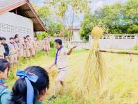 โรงเรียนเทศบาลวัดดอนแก้ว จัดกิจกรรมเก็บเกี่ยวและบริหารจัดการข้าวนาอินทรีย์ ระดับมัธยมศึกษาปีที่ 1-3  ประจำปีการศึกษา 2565