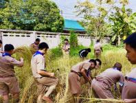 โรงเรียนเทศบาลวัดดอนแก้ว จัดกิจกรรมเก็บเกี่ยวและบริหารจัดการข้าวนาอินทรีย์ ระดับมัธยมศึกษาปีที่ 1-3  ประจำปีการศึกษา 2565