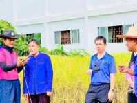 โรงเรียนเทศบาลวัดดอนแก้ว จัดกิจกรรมเก็บเกี่ยวและบริหารจัดการข้าวนาอินทรีย์ ระดับมัธยมศึกษาปีที่ 1-3  ประจำปีการศึกษา 2565