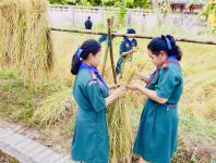 โรงเรียนเทศบาลวัดดอนแก้ว จัดกิจกรรมเก็บเกี่ยวและบริหารจัดการข้าวนาอินทรีย์ ระดับมัธยมศึกษาปีที่ 1-3  ประจำปีการศึกษา 2565