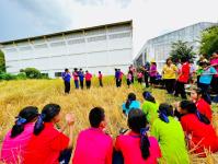 โรงเรียนเทศบาลวัดดอนแก้ว จัดกิจกรรมเก็บเกี่ยวและบริหารจัดการข้าวนาอินทรีย์ ระดับมัธยมศึกษาปีที่ 1-3  ประจำปีการศึกษา 2565