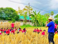 โรงเรียนเทศบาลวัดดอนแก้ว จัดกิจกรรมเก็บเกี่ยวและบริหารจัดการข้าวนาอินทรีย์ ระดับมัธยมศึกษาปีที่ 1-3  ประจำปีการศึกษา 2565