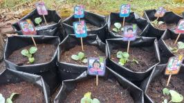 ศูนย์พัฒนาเด็กเล็กโรงเรียนเทศบาลวัดดอนแก้ว จัดกิจกรรมหนูน้อยปลูกผักสวนครัว ประจำปีการศึกษา 2565