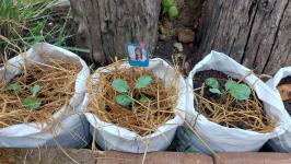 ศูนย์พัฒนาเด็กเล็กโรงเรียนเทศบาลวัดดอนแก้ว จัดกิจกรรมหนูน้อยปลูกผักสวนครัว ประจำปีการศึกษา 2565