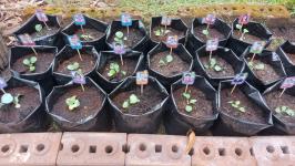 ศูนย์พัฒนาเด็กเล็กโรงเรียนเทศบาลวัดดอนแก้ว จัดกิจกรรมหนูน้อยปลูกผักสวนครัว ประจำปีการศึกษา 2565