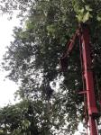 ดับเพลิงนครแม่สอด ออกตัดกิ่งไม้พาดผ่านสายไฟฟ้า บริเวณศูนย์การแสดงสินค้า OTOP