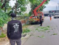 ดับเพลิงนครแม่สอด ตัดต้นไม้หน้าสถานีดับเพลิงนครแม่สอด
