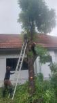 ดับเพลิงนครแม่สอด ออกตัดต้นไม้ภายในบ้านพักโรงฆ่าสัตว์ เทศบาลนครแม่สอด
