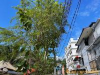 ดับเพลิงแม่สอด ออกตัดต้นไม้แนวสายไฟฟ้า บริเวณหลัง บริษัท AIA