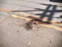 เทศกิจนครแม่สอด ออกตรวจสอบพร้อมติดตามผล กรณีผู้รับเหมาทำเศษหิน ดิน หล่นบนถนนสมัครสรรพการ