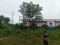 ดับเพลิงแม่สอด ออกตัดต้นไม้บริเวณข้างโรงเรียนเทศบาลเฉลิมพระเกียรติสมเด็จพระเทพรัตนราชสุดา ฯ