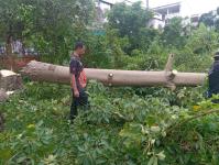 ดับเพลิงแม่สอด ออกตัดต้นไม้บริเวณข้างโรงเรียนเทศบาลเฉลิมพระเกียรติสมเด็จพระเทพรัตนราชสุดา ฯ