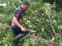 ดับเพลิงแม่สอด ออกตัดต้นไม้บริเวณข้างโรงเรียนเทศบาลเฉลิมพระเกียรติสมเด็จพระเทพรัตนราชสุดา ฯ