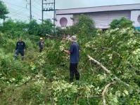 ดับเพลิงแม่สอด ออกตัดต้นไม้บริเวณข้างโรงเรียนเทศบาลเฉลิมพระเกียรติสมเด็จพระเทพรัตนราชสุดา ฯ