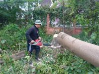 ดับเพลิงแม่สอด ออกตัดต้นไม้บริเวณข้างโรงเรียนเทศบาลเฉลิมพระเกียรติสมเด็จพระเทพรัตนราชสุดา ฯ