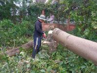 ดับเพลิงแม่สอด ออกตัดต้นไม้บริเวณข้างโรงเรียนเทศบาลเฉลิมพระเกียรติสมเด็จพระเทพรัตนราชสุดา ฯ