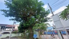 ดับเพลิงแม่สอด ออกตัดต้นไม้ภายในสำนักงานสรรพสามิตพื้นที่ตาก สาขาแม่สอด