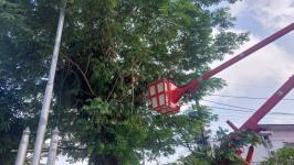 ดับเพลิงแม่สอด ออกตัดต้นไม้ภายในสำนักงานสรรพสามิตพื้นที่ตาก สาขาแม่สอด