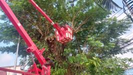 ดับเพลิงแม่สอด ออกตัดต้นไม้ภายในสำนักงานสรรพสามิตพื้นที่ตาก สาขาแม่สอด