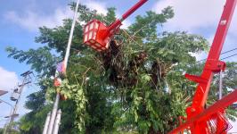 ดับเพลิงแม่สอด ออกตัดต้นไม้ภายในสำนักงานสรรพสามิตพื้นที่ตาก สาขาแม่สอด