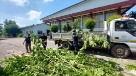 ดับเพลิงแม่สอด ออกตัดต้นไม้ภายในสำนักงานสรรพสามิตพื้นที่ตาก สาขาแม่สอด