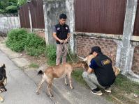 เทศกิจแม่สอด ดำเนินการแจ้งเจ้าของแพะหลุด ถนนราษฎร์อุทิศ แม่สอด