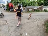 เทศกิจแม่สอด ดำเนินการแจ้งเจ้าของแพะหลุด ถนนราษฎร์อุทิศ แม่สอด