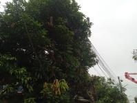 ดับเพลิงแม่สอด ออกตัดต้นไม้ตามคำร้อง บริเวณซอยอินทรคีรี ชุมชนบ้านเหนือ