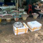 เจ้าหน้าที่เทศกิจ ออกตรวจความเรียบร้อยและจัดระเบียบตลาดเทศบาลนครแม่สอด 26 ต.ค.2566