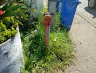 ดับเพลิงนครแม่สอด ดำเนินการออกสำรวจท่อประปาดับเพลิง(หัวแดง) เขตเทศบาลนครแม่สอด