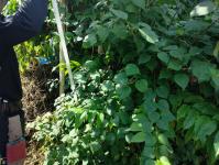 ดับเพลิงนครแม่สอด ดำเนินการออกสำรวจท่อประปาดับเพลิง(หัวแดง) เขตเทศบาลนครแม่สอด