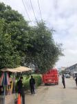 ดับเพลิงแม่สอด ออกตัดต้นไม้แนวสายไฟฟ้า หน้าไทยแสงทองบ้านทุ่ง