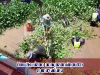ดับเพลิงเเม่สอด ออกขุดลอกผักตบชวา สะพานจงมั่นคง