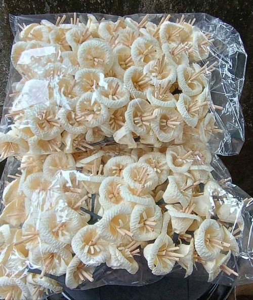 ดอกไม้จันทร์ นางทองใบ ยะคำนะ