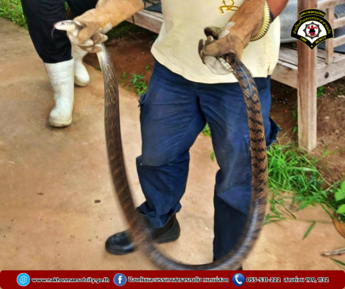 ดับเพลิงนครแม่สอด ดำเนินการจับสัตว์เลื้อยคลาน (งู) บ้านเรือนของประชาชน หมู่บ้านค้างภิบาล