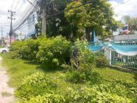 งานสวนสาธารณะ ตัดหญ้าและตัดแต่งต้นไม้เพื่อความสะอาดและความสวยงาม