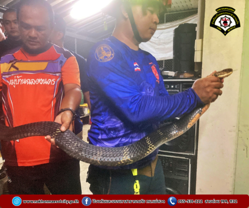 ดับเพลิงนครแม่สอด ออกดำเนินการจับสัตว์เลื้อยคลาน (งูจงอาง) บ้านเรือนประชาชน เขตพื้นที่ตำบลแม่กาษา