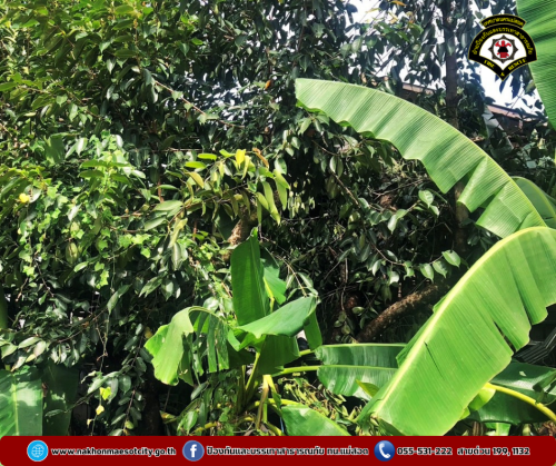 ดับเพลิงนครแม่สอด ดำเนินการตัดต้นไม้โค่นล้ม ทับบ้านเรือนประชาชน บริเวณชุมชนอิสลาม