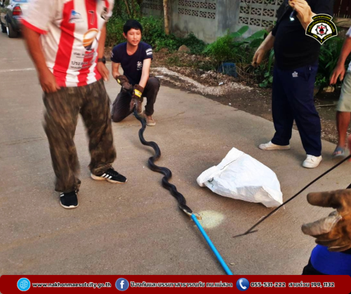 ดับเพลิงนครแม่สอด ออกดำเนินการจับสัตว์เลื้อยคลาน (งูจงอาง) บ้านเรือนประชาชน เขตพื้นที่ตำบลแม่ปะ