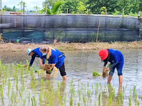 ปราชญ์ชาวบ้าน คุณอัมพร แสงราช ผู้สูงอายุชุมชนสองแคว1 ปราชญ์เรื่อง สานใบมะพร้าว และจัดทำตุง