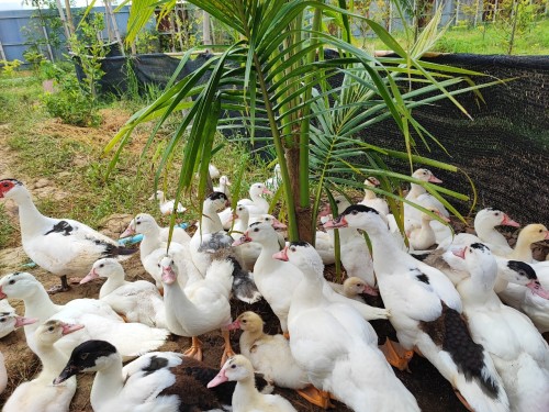 ปราชญ์ชาวบ้าน คุณอัมพร แสงราช ผู้สูงอายุชุมชนสองแคว1 ปราชญ์เรื่อง สานใบมะพร้าว และจัดทำตุง