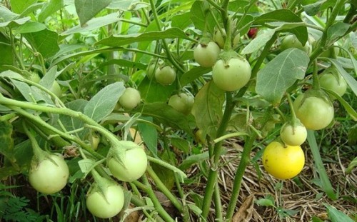 ปราชญ์ชาวบ้าน คุณอัมพร แสงราช ผู้สูงอายุชุมชนสองแคว1 ปราชญ์เรื่อง สานใบมะพร้าว และจัดทำตุง