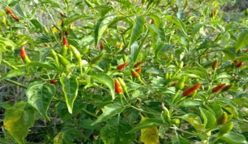 ปราชญ์ชาวบ้าน คุณอัมพร แสงราช ผู้สูงอายุชุมชนสองแคว1 ปราชญ์เรื่อง สานใบมะพร้าว และจัดทำตุง